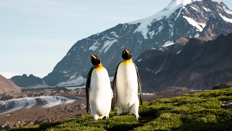 Main Gallery – Ponant Emblematic Antarctica