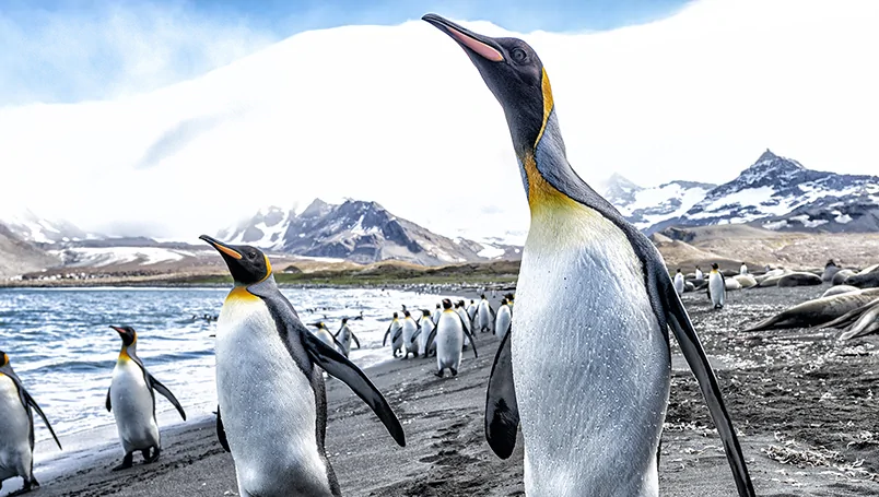 Main Gallery – Ponant Emblematic Antarctica