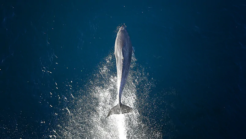 Ponant Subantarctic