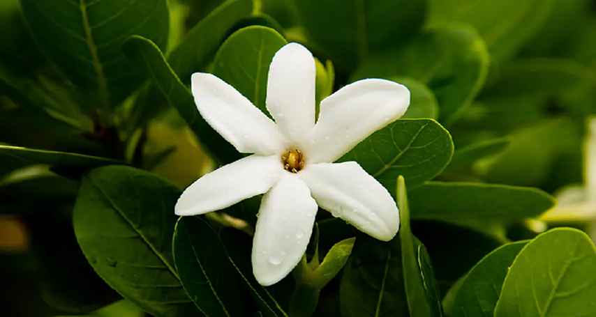 base (11) 854x455.jpg