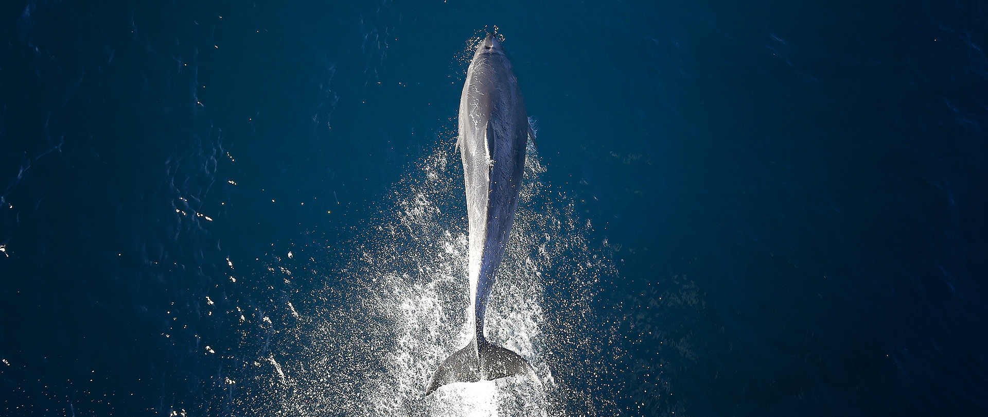 Expedition to New Zealand’s Subantarctic Islands 