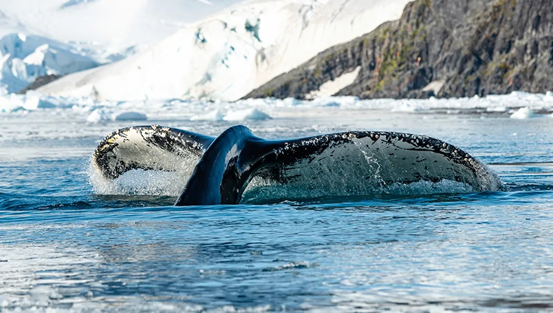 Emblematic Antarctica Special Inclusions - Cruise only